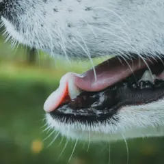 Pies pokazuje zęby i język, gotowy do ugryzienia.
