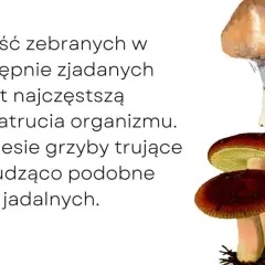 Pierwsze objawy zatrucia grzybami: Rozpoznaj cichego zabójcę!