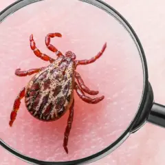 Kleszcz pod lupą, przypominający o zagrożeniu kleszczowym zapaleniem mózgu.