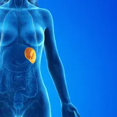 Anatomical illustration showing a translucent human torso with internal organs. The spleen, highlighted in orange, appears enlarged, indicating a potential medical condition.