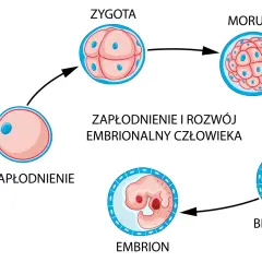 Zagnieżdżenie zarodka: Objawy, PMS czy ciąża? Kiedy test?