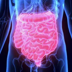 Anatomia jelit, które mogą być źródłem bólu podczas ataku jelita drażliwego.