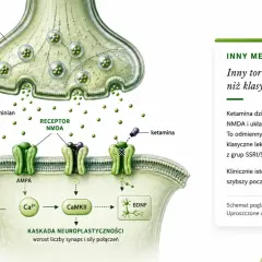 Schemat działania ketaminy na synapsę: wiąże się z receptorem NMDA, inicjując kaskadę neuroplastyczności.