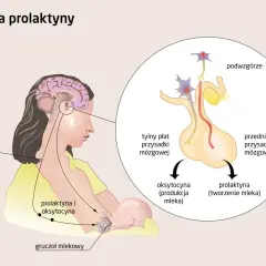 Prolaktyna za wysoka? Poznaj objawy, przyczyny i leczenie!
