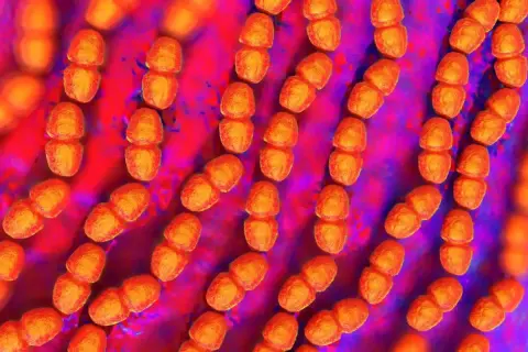 Rzędy pomarańczowych bakterii, przypominających ziarna, to Enterococcus faecalis. Tworzą one łańcuszki, unosząc się w fioletowo-czerwonym środowisku.