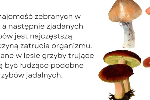 Pierwsze objawy zatrucia grzybami: Rozpoznaj cichego zabójcę!