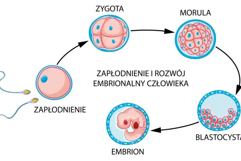 Zagnieżdżenie zarodka: Objawy, PMS czy ciąża? Kiedy test?