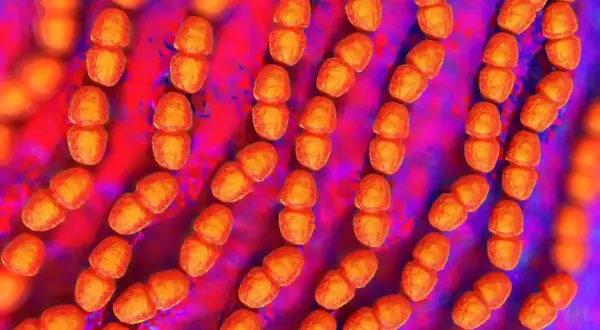 Rzędy pomarańczowych bakterii, przypominających ziarna, to Enterococcus faecalis. Tworzą one łańcuszki, unosząc się w fioletowo-czerwonym środowisku.