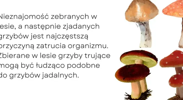 Pierwsze objawy zatrucia grzybami: Rozpoznaj cichego zabójcę!