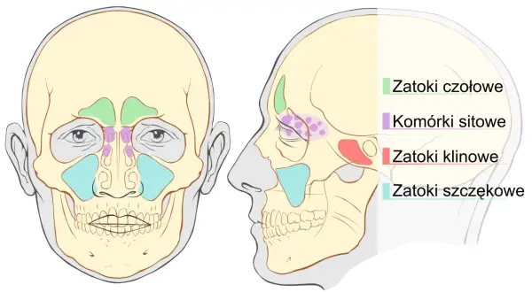 Zapalenie zatoki klinowej: objawy, które ratują wzrok i życie