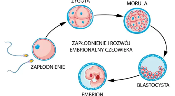 Zagnieżdżenie zarodka: Objawy, PMS czy ciąża? Kiedy test?