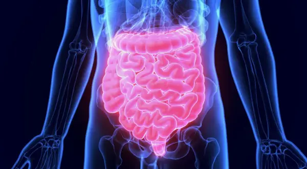 Anatomia jelit, które mogą być źródłem bólu podczas ataku jelita drażliwego.