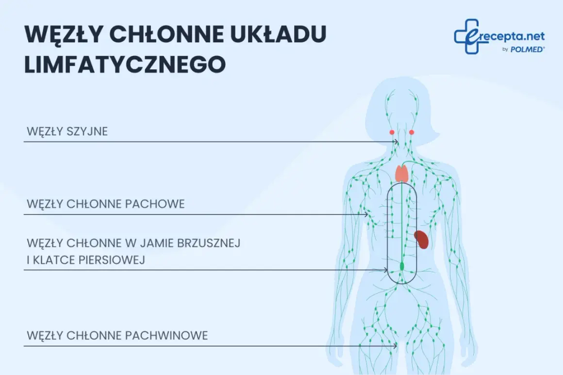 Schemat układu limfatycznego. Pokazuje rozmieszczenie węzłów chłonnych: szyjnych, pachowych, w jamie brzusznej i klatce piersiowej, pachwinowych. To ważny element odpowiedzi immunologicznej, czyli limfa co to jest.