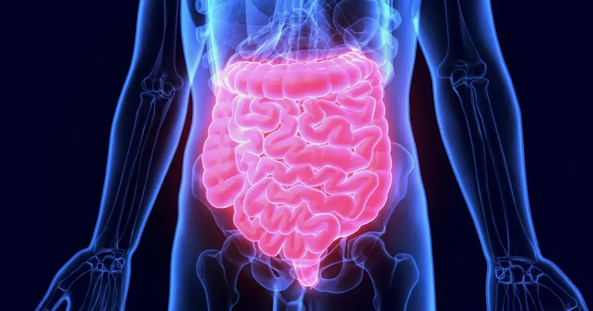Anatomia jelit, które mogą być źródłem bólu podczas ataku jelita drażliwego.