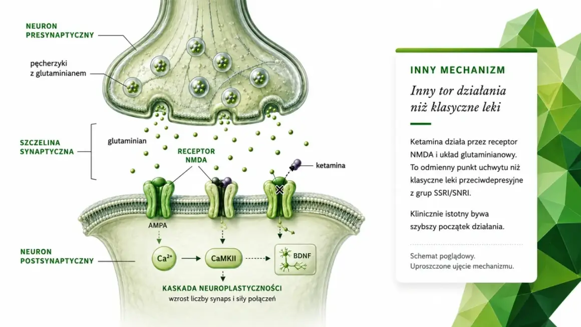 Schemat działania ketaminy na synapsę: wiąże się z receptorem NMDA, inicjując kaskadę neuroplastyczności.