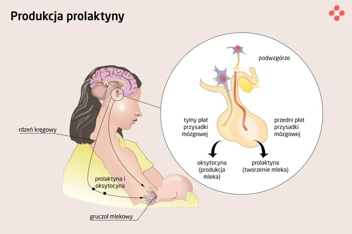Prolaktyna za wysoka? Poznaj objawy, przyczyny i leczenie!