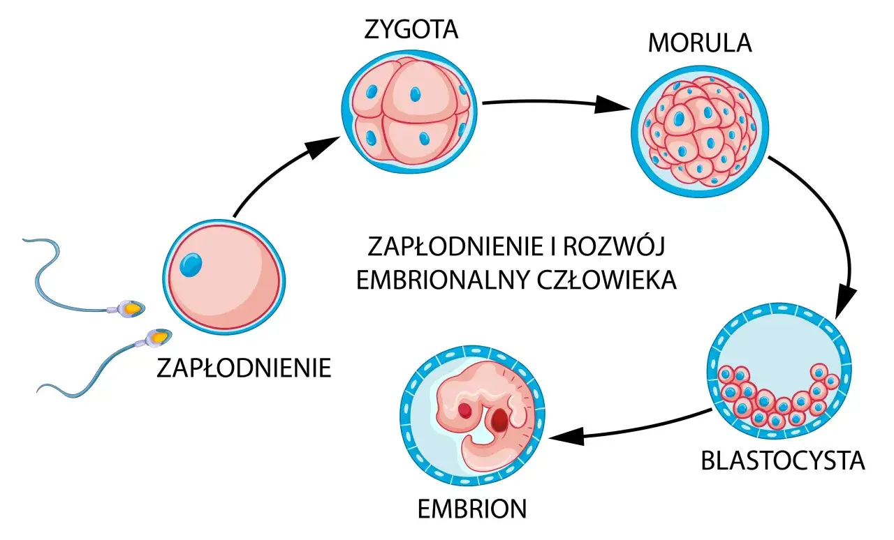 Wczesne objawy zagnieżdżenia zarodka