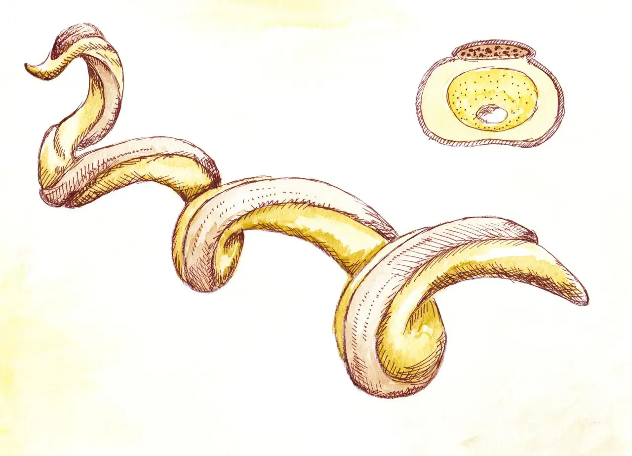 Spiralny kształt bakterii kiły, Treponema pallidum, oraz jej przekrój.