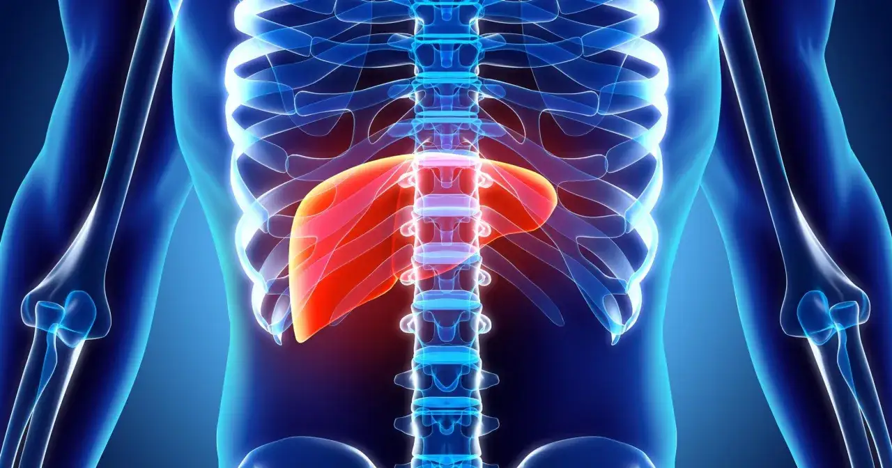 Anatomia wątroby w czerwonym kolorze, podświetlona na tle szkieletu. Może symbolizować problemy z odpływem żółci, czyli cholestazę.