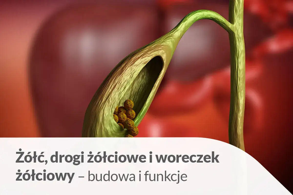 Woreczek żółciowy z kamieniami, ilustracja przedstawiająca budowę i funkcje dróg żółciowych, potencjalnie związana z problemem cholestazy.