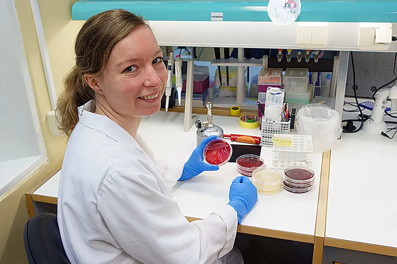 Naukowczyni w laboratorium bada hodowle bakterii, w tym potencjalnie enterococcus faecalis, na płytkach Petriego.