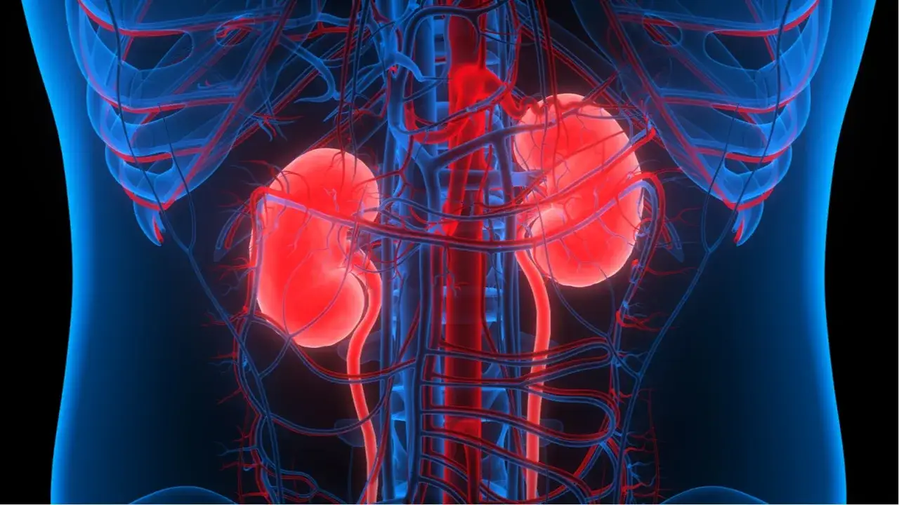 Anatomia nerek i naczyń krwionośnych. Czerwone nerki i aorta, niebieskie żyły. Obraz może sugerować problemy z krążeniem lub niewydolność nerek.