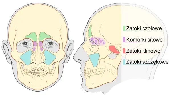 Zapalenie zatoki klinowej: objawy, które ratują wzrok i życie