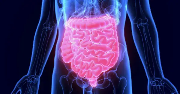 Anatomia jelit, które mogą być źródłem bólu podczas ataku jelita drażliwego.